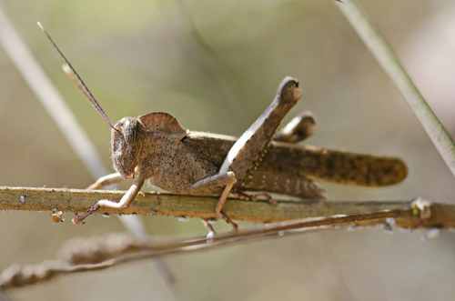 Notched Shield Grasshopper