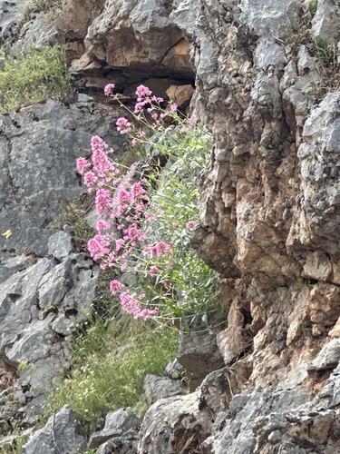 Red Valerian