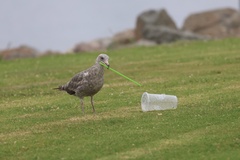 Western Gull