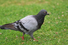 Rock Pigeon