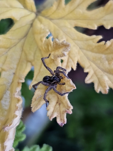 Trochosa niveopilosa