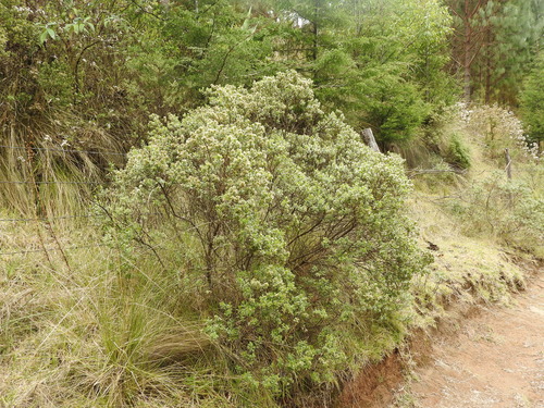 Chinese brush