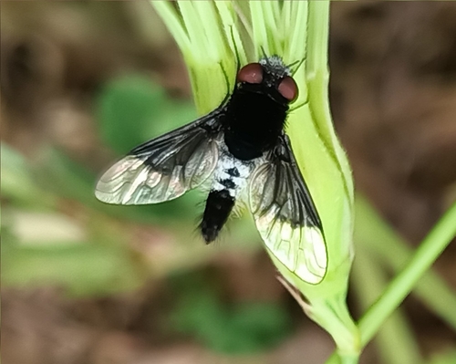 Chalcochiton holosericea