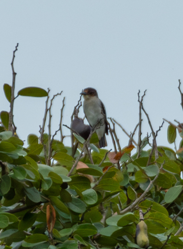 Black-crowned Tityra