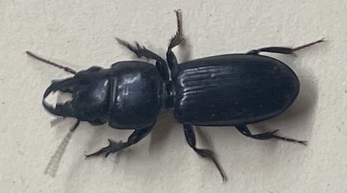 Big-headed Ground Beetle