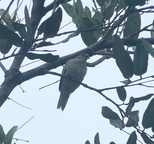 Picuí Ground Dove