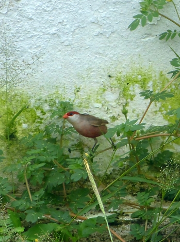 Common Waxbill