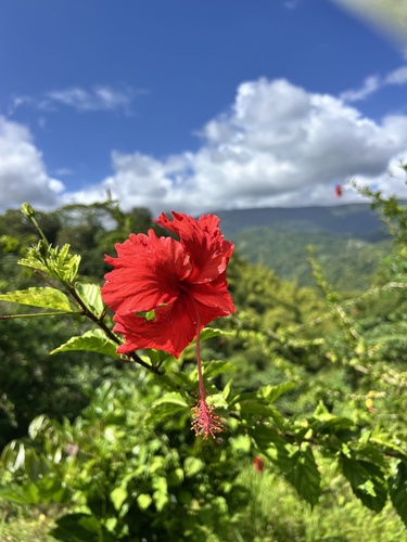 Red Hibiscus