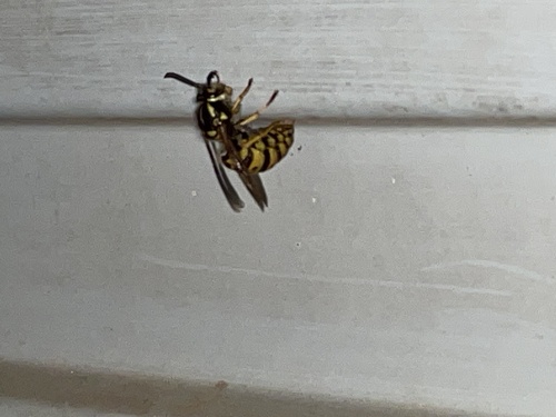 German Yellowjacket