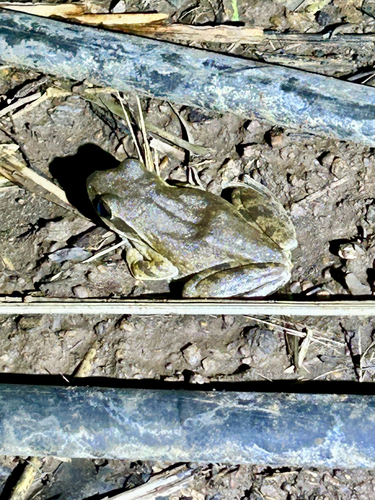 Chunam Tree Frog
