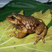 Elegant Robber Frog - Photo (c) 118045436407732272621, all rights reserved, uploaded by 118045436407732272621
