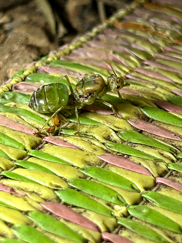 Asian Weaver Ant
