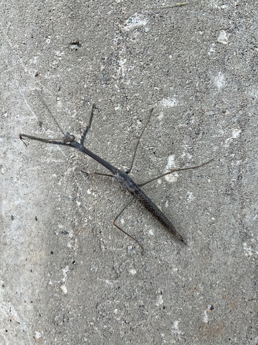 Archimantis quinquelobata
