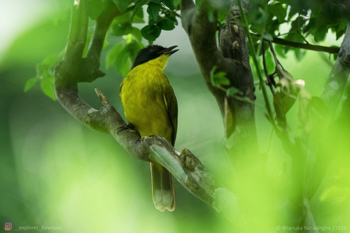 Black-capped Bulbul