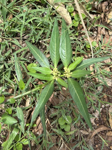 painted spurge