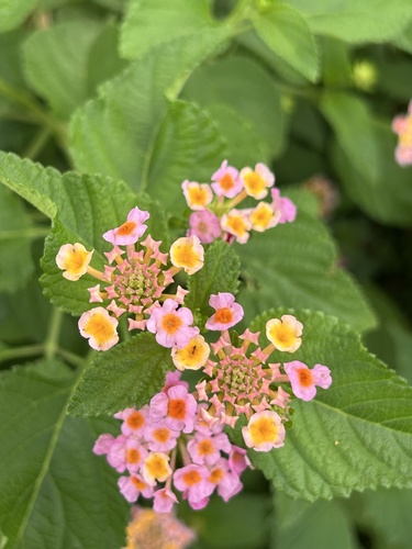 common lantana