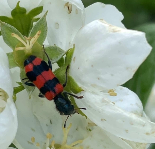 Bee-eating Beetle