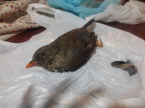 Chiguanco Thrush