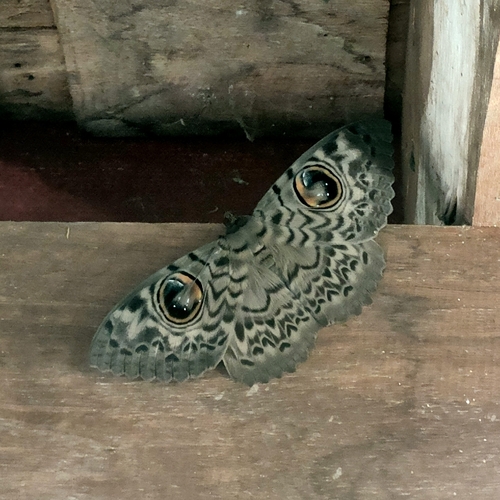 Common Owl Moth
