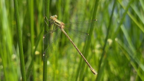 Migrant Spreadwing