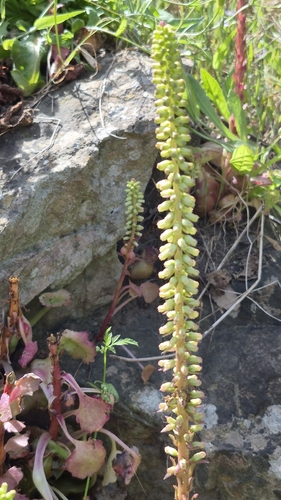 Narrow Navelwort
