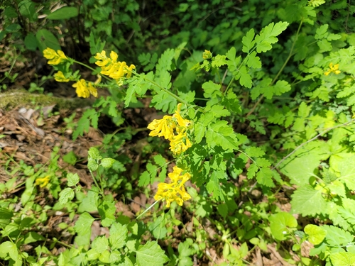Beautiful corydalis