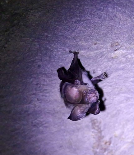 large Asian roundleaf bat