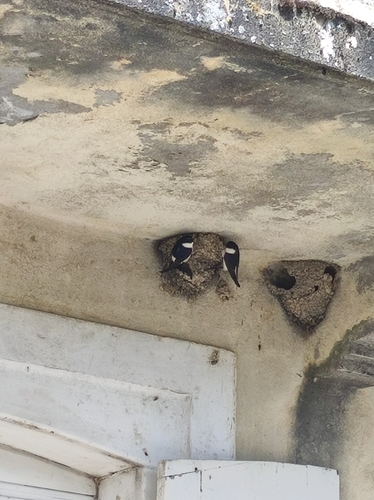 Western House Martin