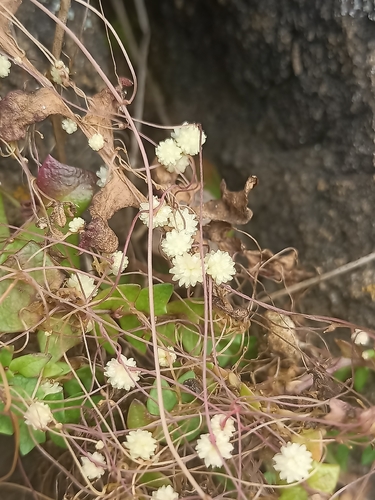 Flat-flowered Dodder