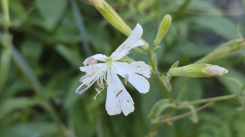 Silene patula