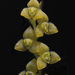 Stelis hymenantha - Photo 由 José C. Espinoza 所上傳的 (c) José C. Espinoza，保留所有權利