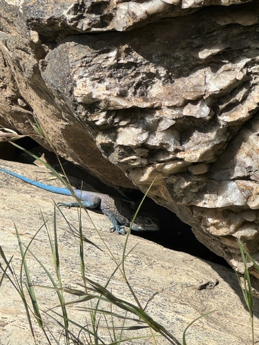 Anderson's Rock Agama