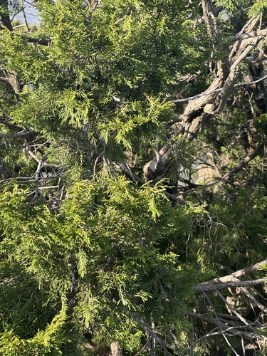 African juniper
