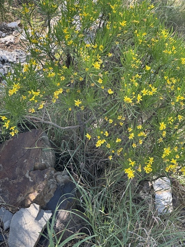 Euryops arabicus