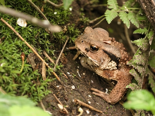 Asiatic Toad