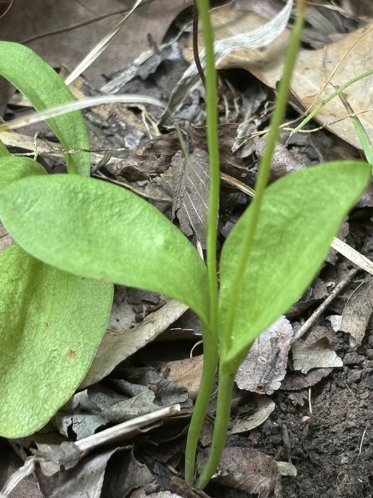 limestone adder's-tongue from Choctaw County, OK, USA on May 15, 2026 ...