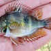 Spotcheek Cichlid - Photo (c) Michael Tobler, all rights reserved, uploaded by Michael Tobler