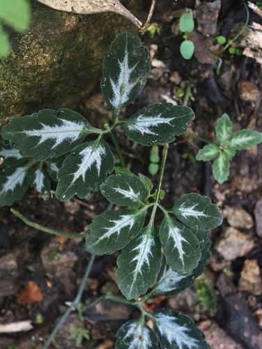 southern ginseng