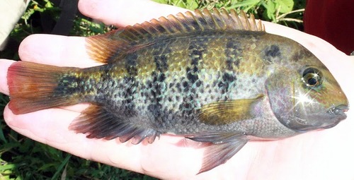 Blackstripe Cichlid