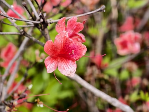 Red Azalea
