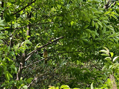 Mountain Bulbul