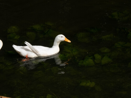 Domestic Mallard