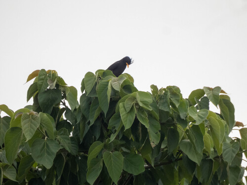 Great Myna