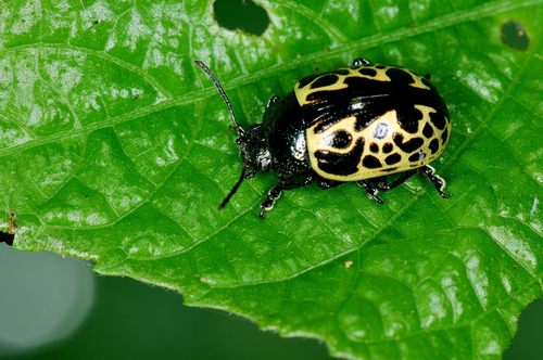 (Calligrapha geographica)