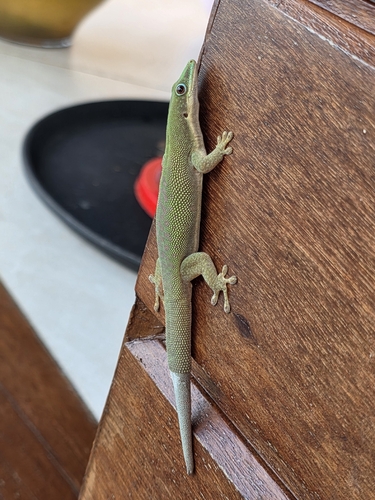 Zanzibar Day Gecko