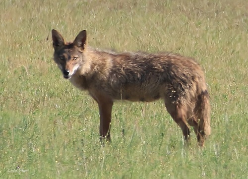 North African Wolf