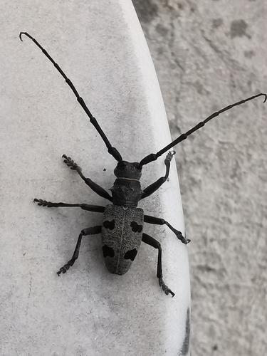 Morimus funereus