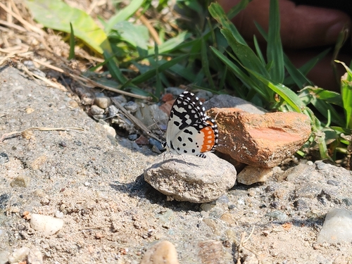 Red Pierrot
