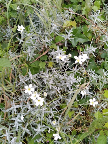 Snow-in-summer
