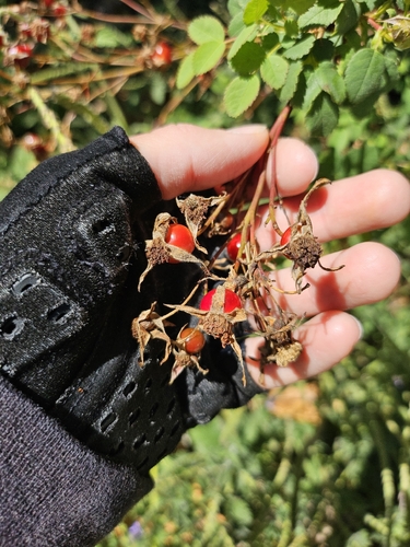 iNaturalist observation photo of California Wild Rose